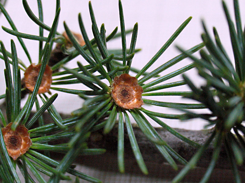 Cedrus atlantica (Endl.) Carriere / Cedro d''Atlante